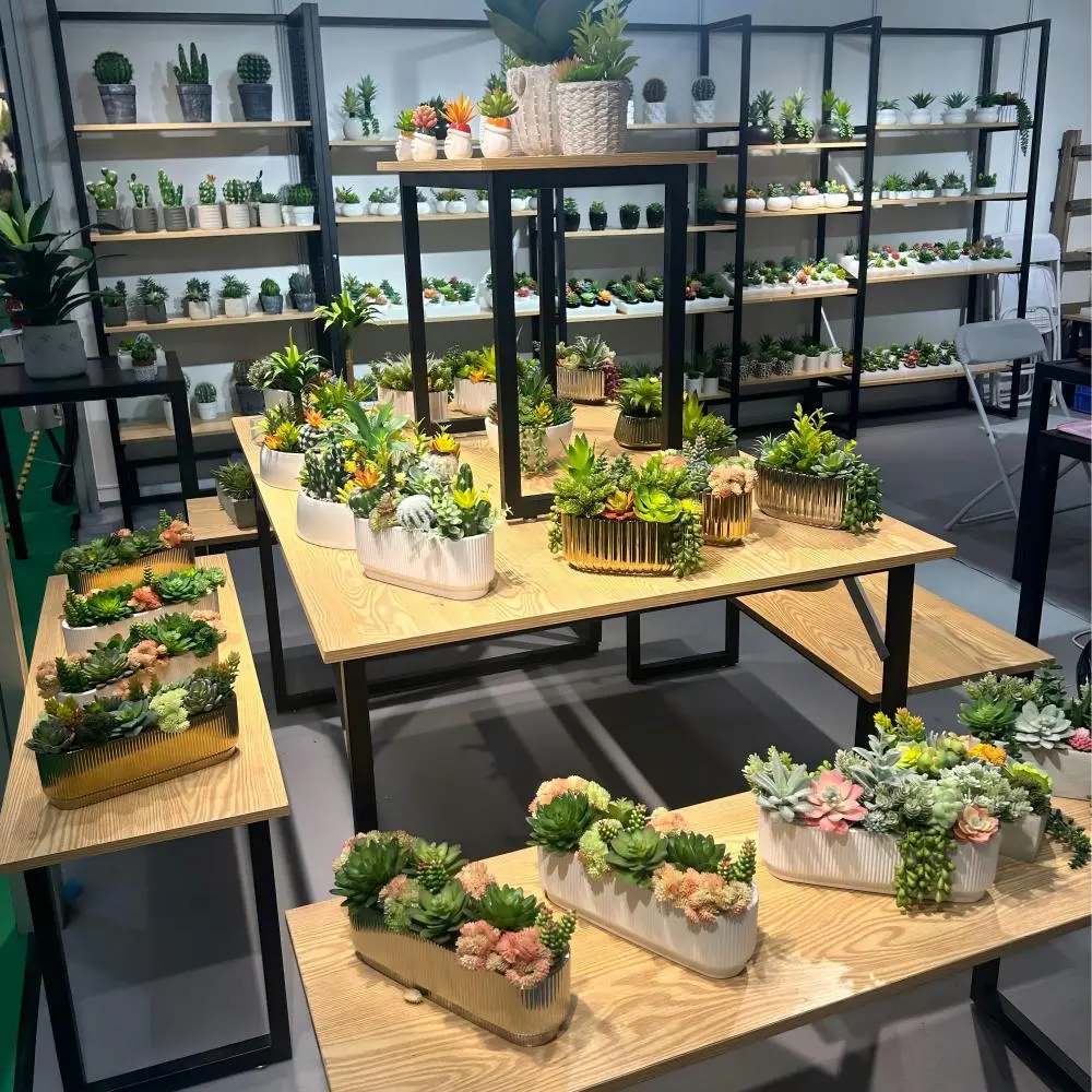 deslocamento artificial de suculentas