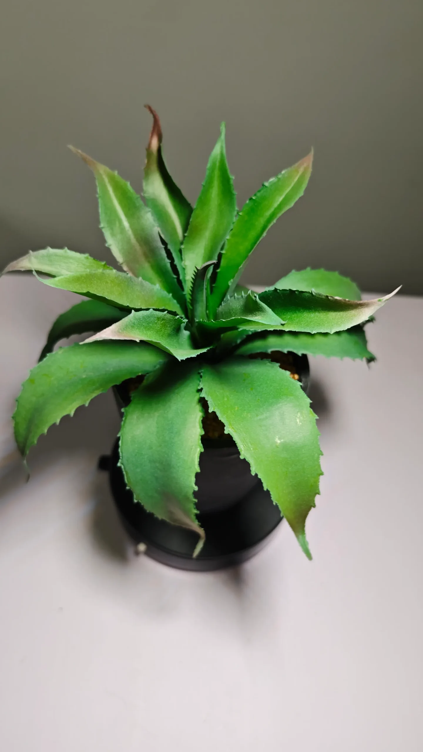 DR0064 (6) - Suculentas Artificiais para Janela e Varanda