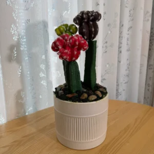 DR0078 (4) profile - Arranjo de Cactos Multicoloridos