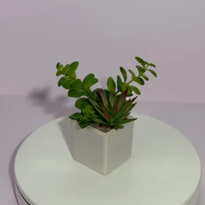 DR0126 (4) Suculenta Artificial Mini Lembrancinha em Vaso Cerâmico Branco