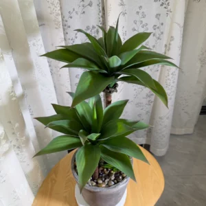 DR0151 (2) Dracaena Artificial com Dois Níveis