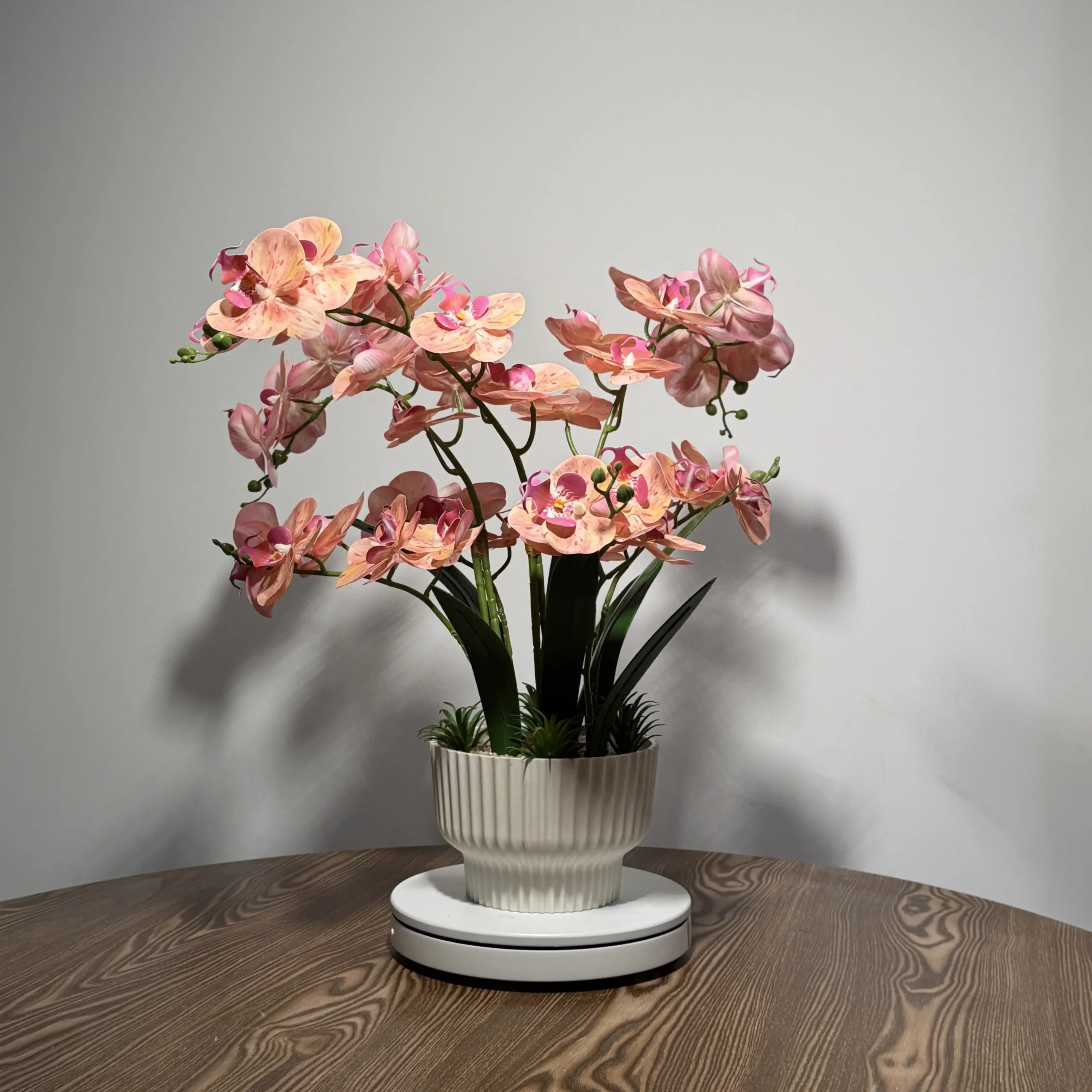 HD0023 (1) profile - Orquídea falsa en maceta cerámica rayada blanca
